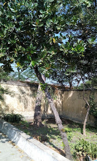 Sacred Punnai Tree