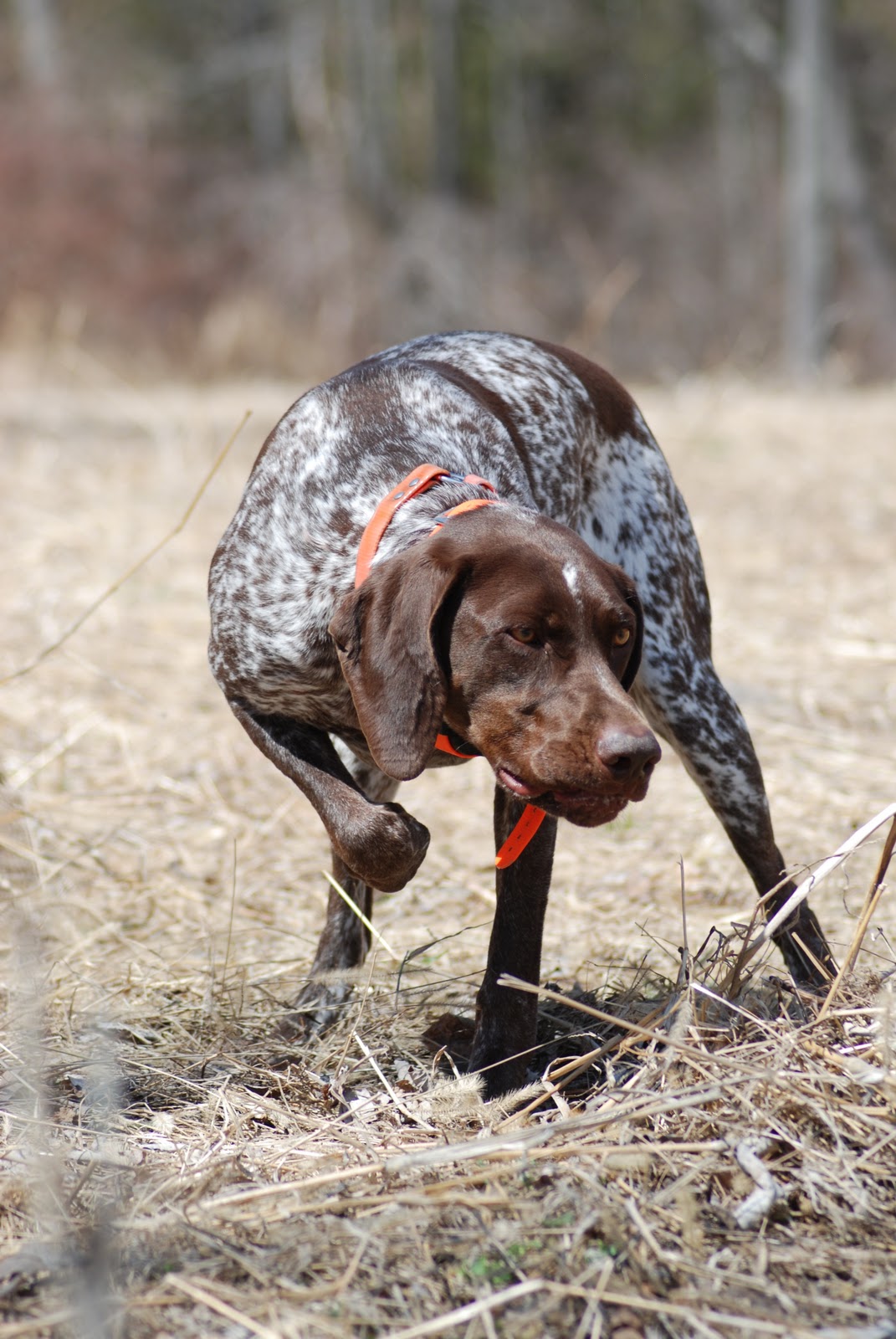 Adventures of a GSP Hunting Dog Retrieving....