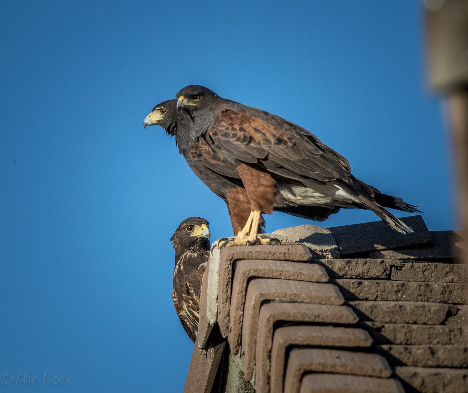 Feather Tailed Stories Three Harris's Hawks