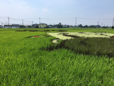 こしがや田んぼアート2015食戟のソーマ（7/26の様子）