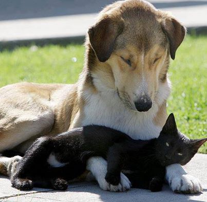 dog+and+cat+cuddling+in+the+sun.jpg