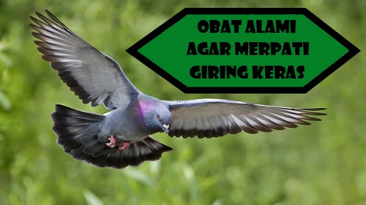 Jamu dan Obat Alami Merpati Agar Cepat Giring Keras