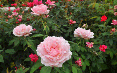 TehTarik Poet: ROSE GARDEN