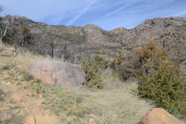 some regrowth along the trail