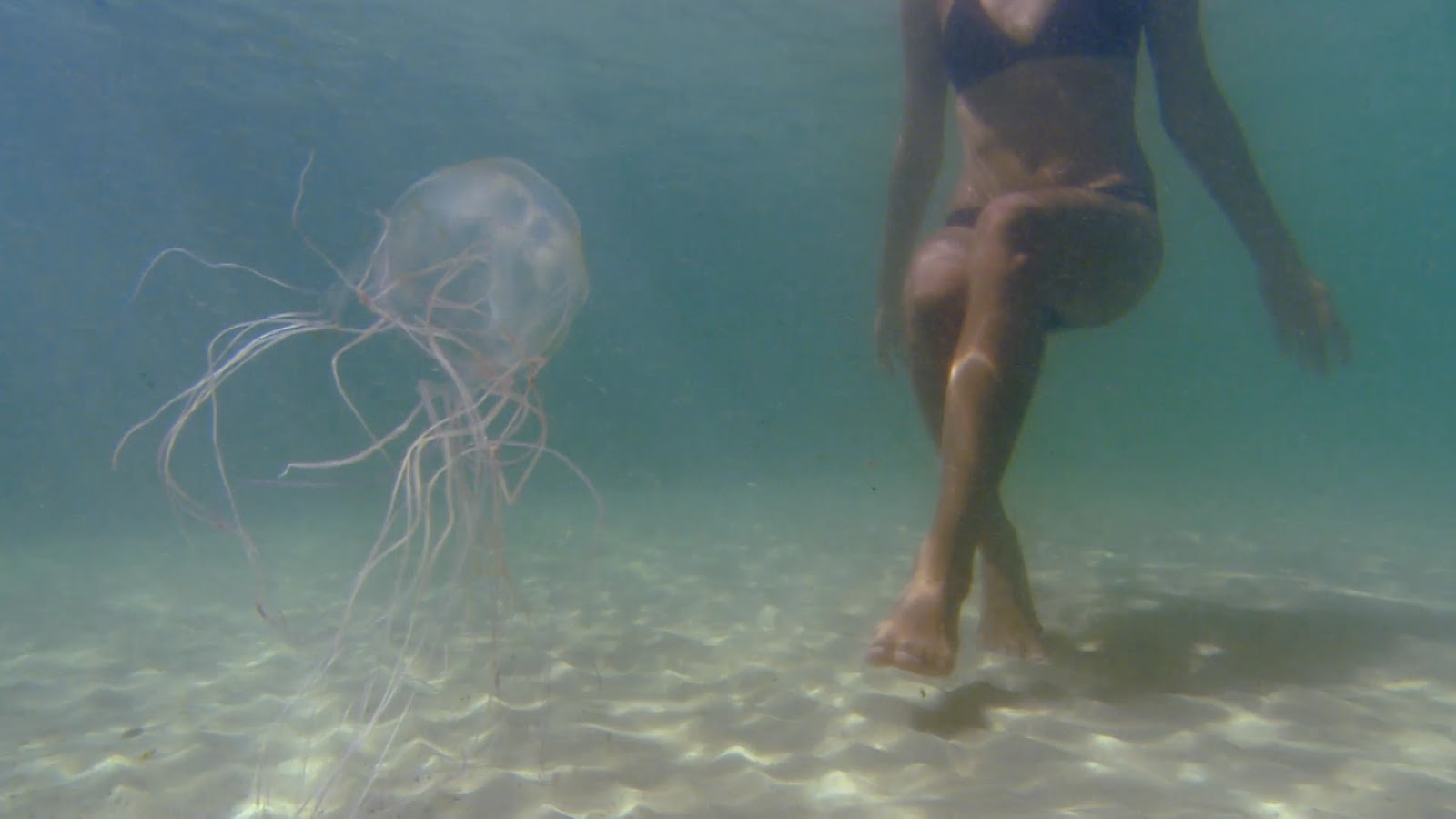 jellyfish thailand