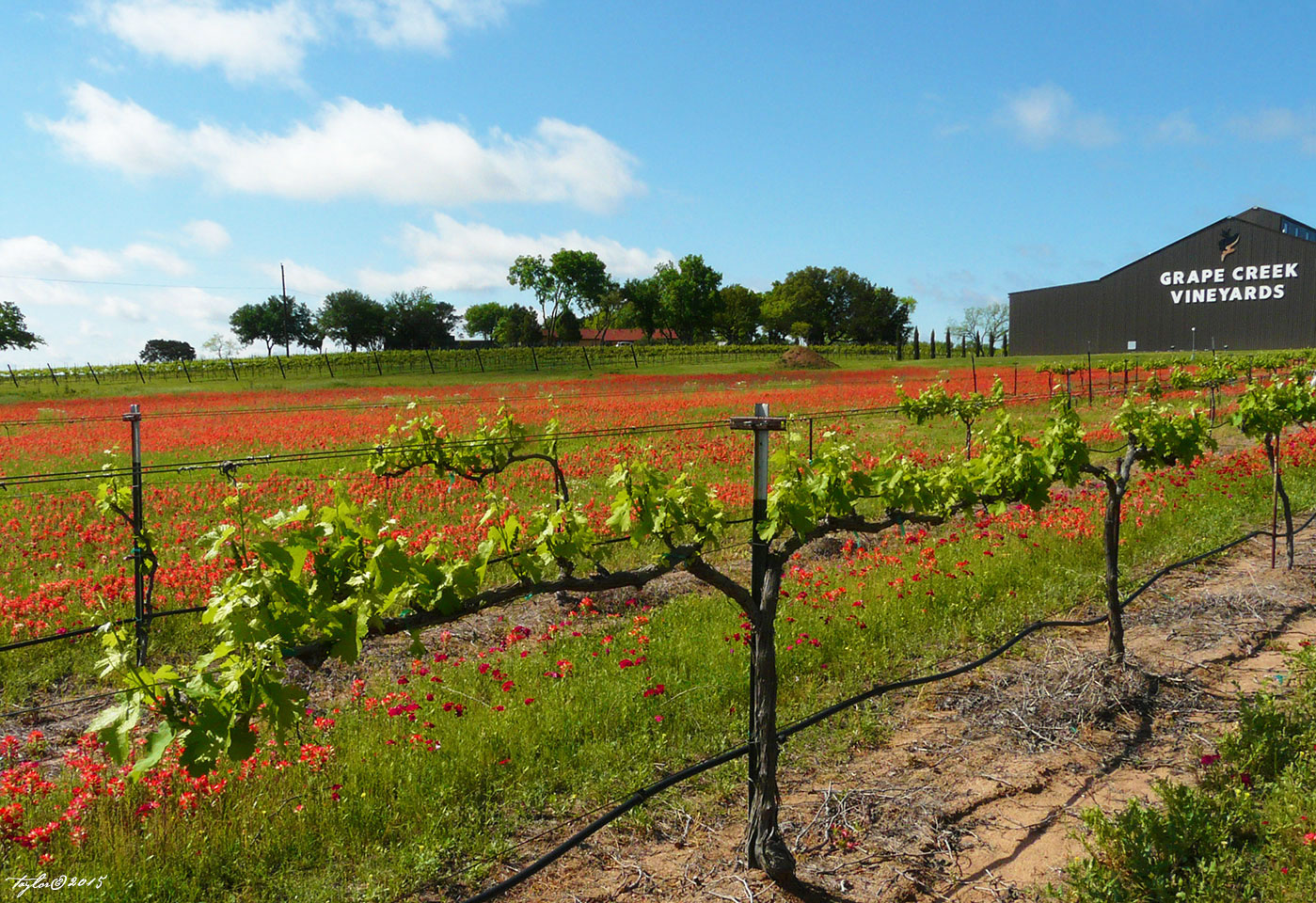 Fredericksburg Texas Culture Blog Wine and Wildflowers