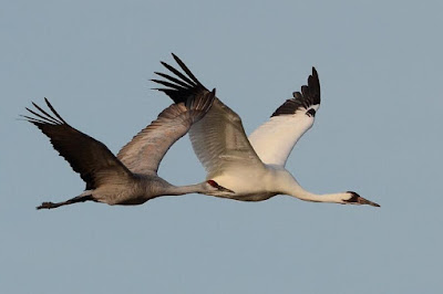 Whooping Crane