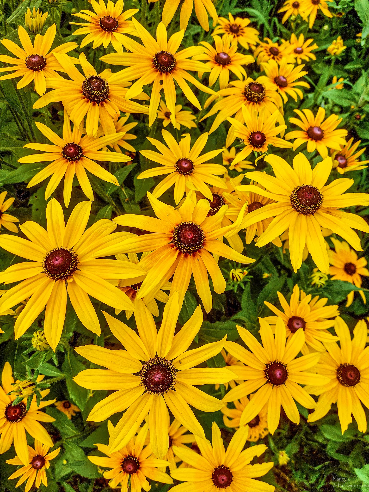 13 Summer chrysanthemum photographs, the flower can be our beauty