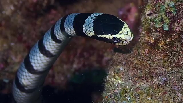 Top 10 Deadliest Snakes in the World, The Dubois sea snake