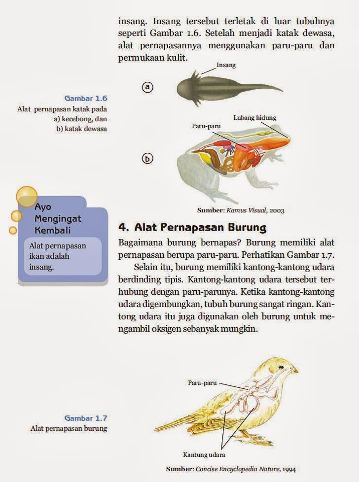 Rumaniyah Fungsi Alat  Pernapasan Pada Manusia dan  Hewan 