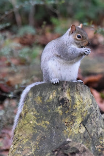 A Squirrel sitting on a tree stump