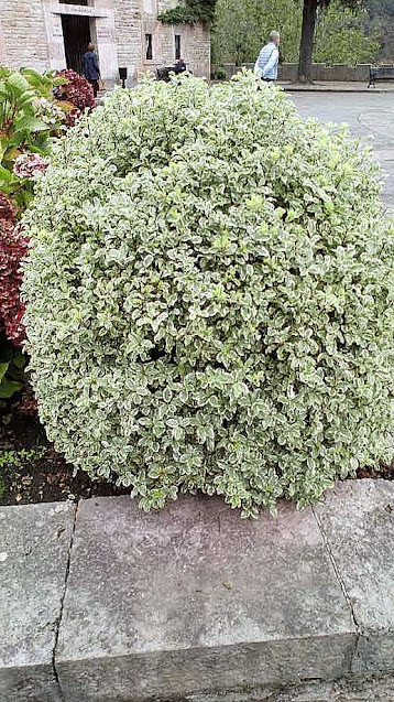 Pitósporo (Pittosporum tenuifolium "Variegata").