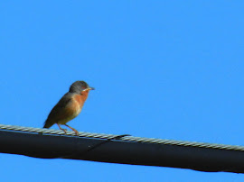 Curruca carrasqueña