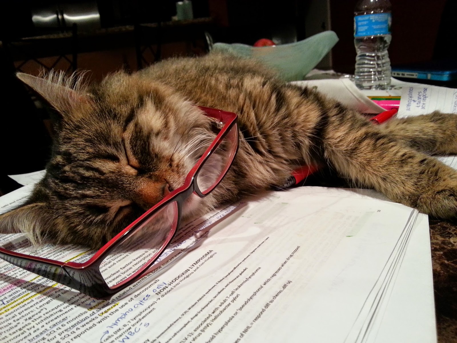 Кошка бухгалтер