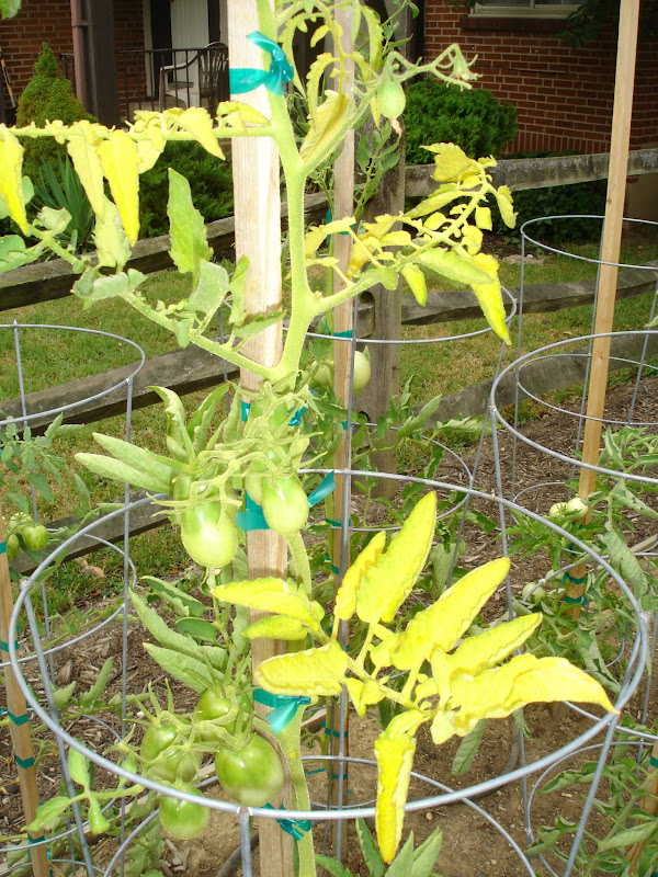Presidential Living Yellowing Leaves