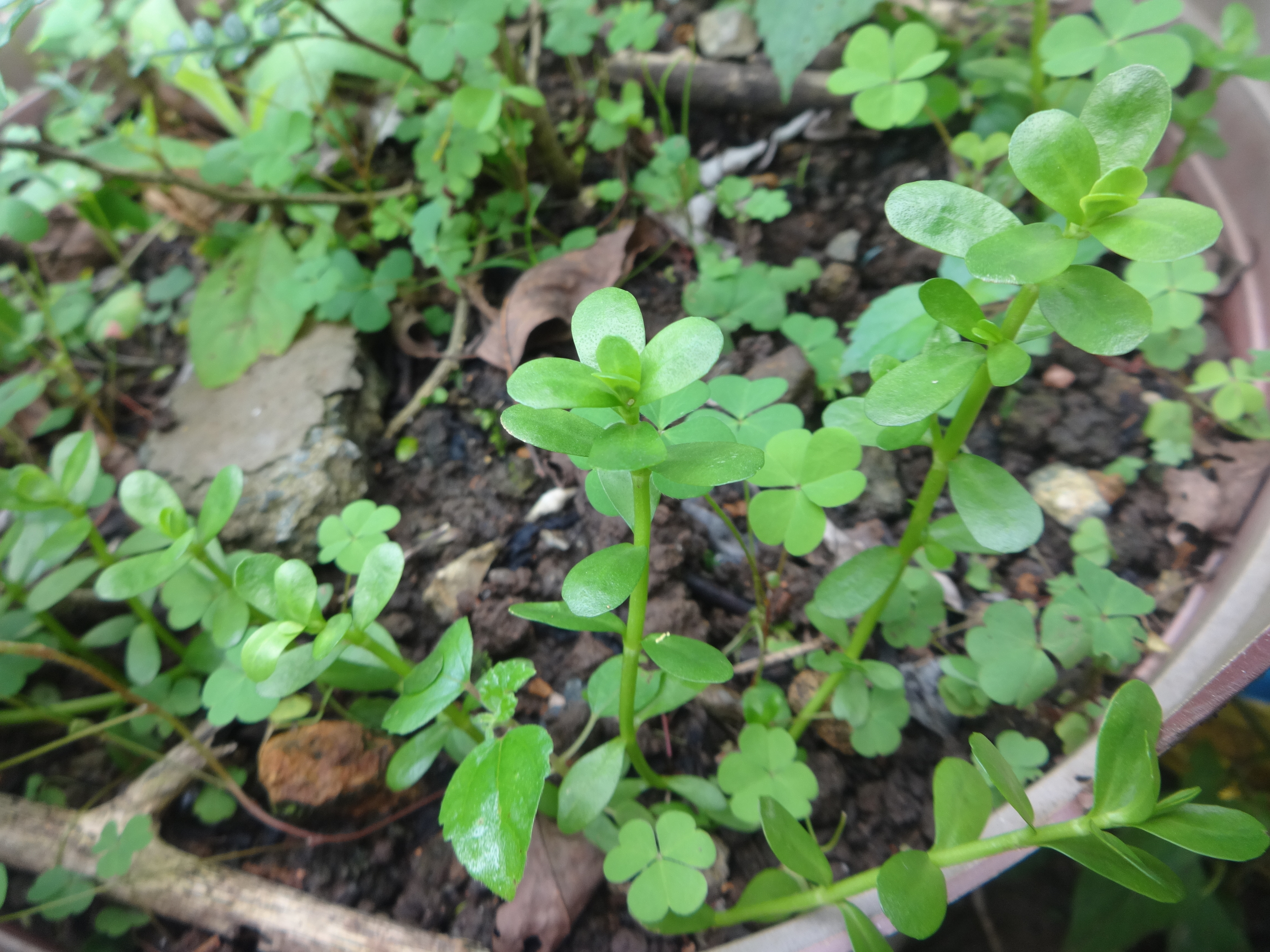 Herbs From Distant Lands 2021