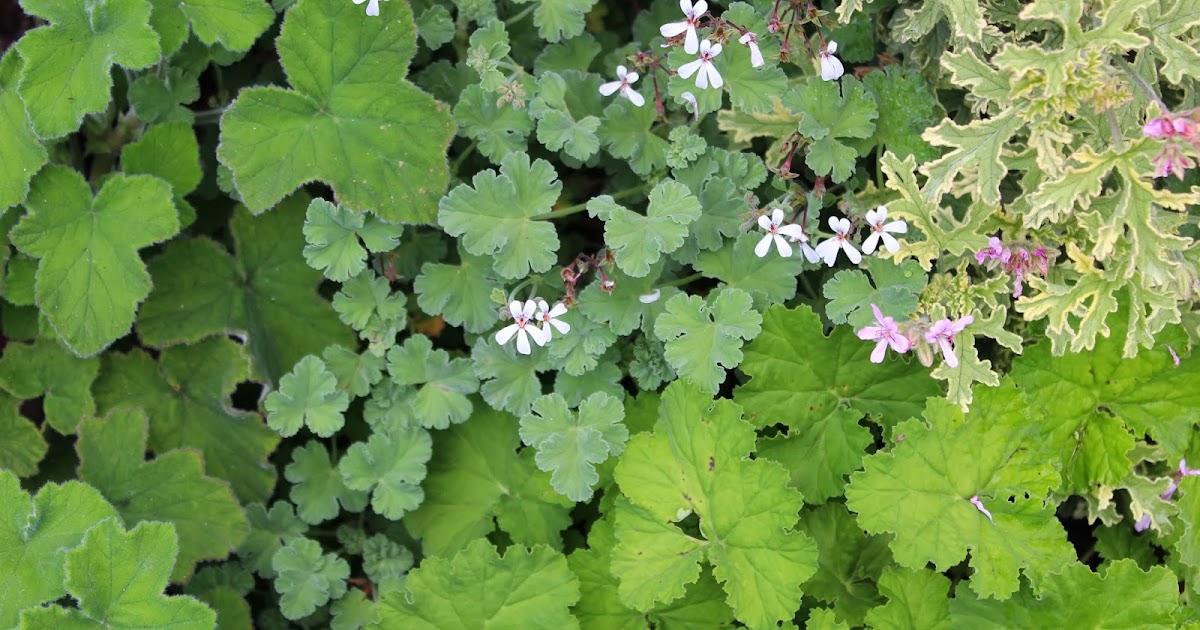 Florez Nursery Scented Geraniums