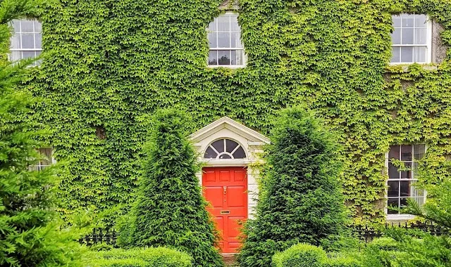 Orange door covered in ivy in Kildare Town