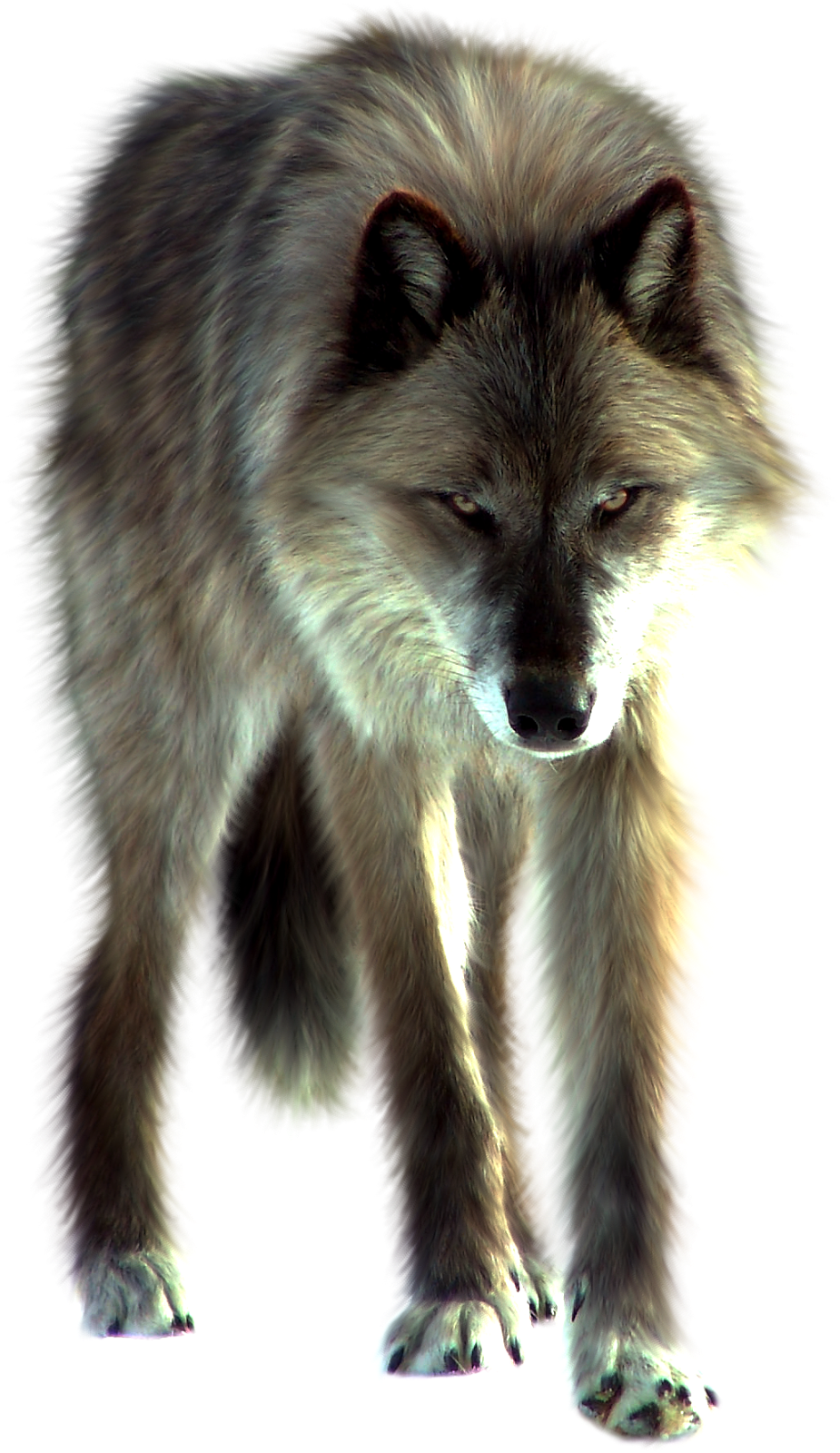 http://1.bp.blogspot.com/-Kx4nNwPI2II/VO4DfPhxbaI/AAAAAAAABGI/aHr4fvFjNYs/s1600/wolf%2B(6).png