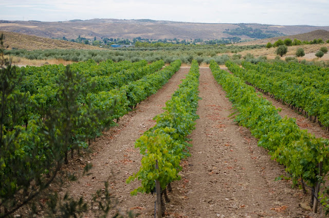 vendimia-bodega-senorio-val-azul5