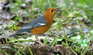 Mengetahui Sarang Burung Anis Merah Di Habitatnya Kicau Mania