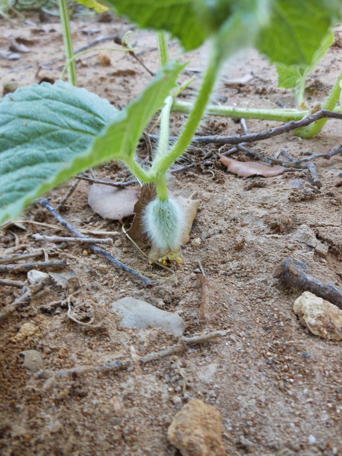 Diario de un huerto ecológico 11: Comienza la última fase - Cocinar con