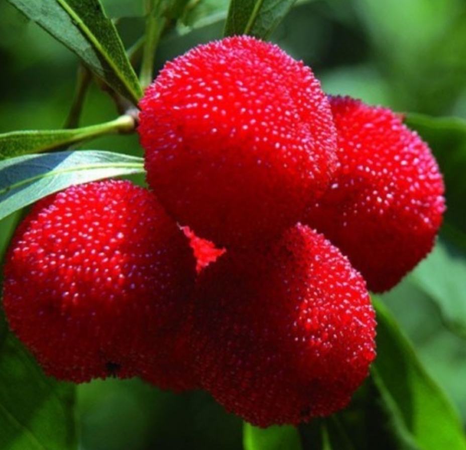 CORBEZZOLOsimbolo patrio ()