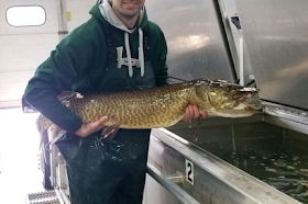 Iowa's oldest female muskie caught after dodging nearly 2,000 nets|interesting news|