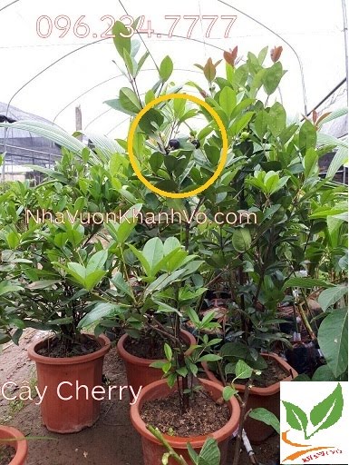 Thú nuôi, cây cảnh: Giá cherry ngoài chợ khá đắt. Hãy mua cherry về trồng. Cay-cherry-khanh-vo-8