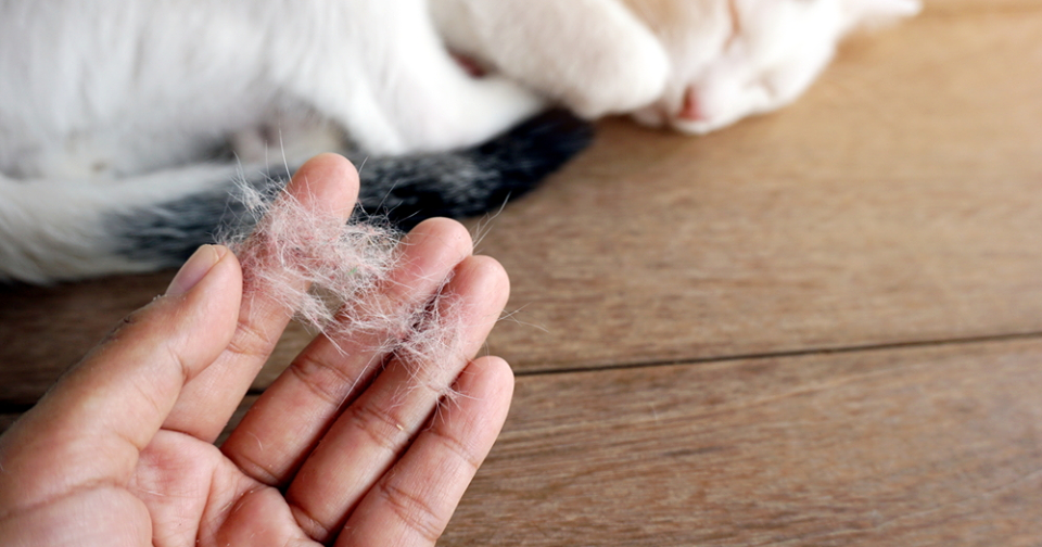 Cats With Hair Loss, Causes, Symptoms And Treatment For