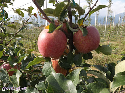 Pomaria Val di Non Trentino