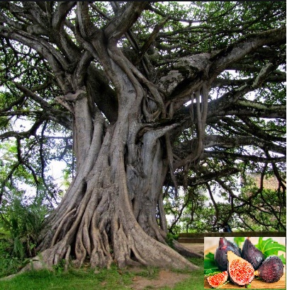 CONHEÇA A DEUS NA PRÁTICA JESUS E A FIGUEIRA