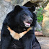 The Asian Black bears - information .