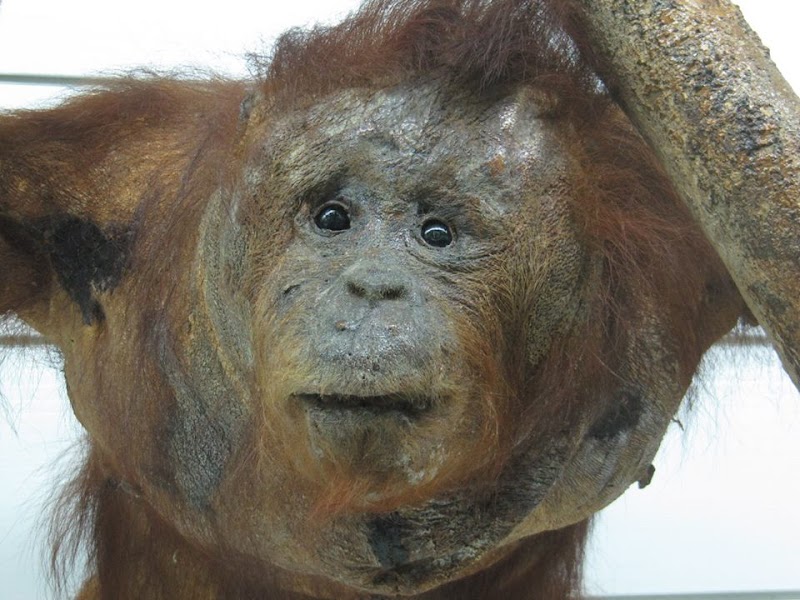 18+ Inspirasi Penting Prehistoric Orangutan