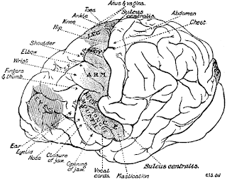 Şempanze beyin diyagramı