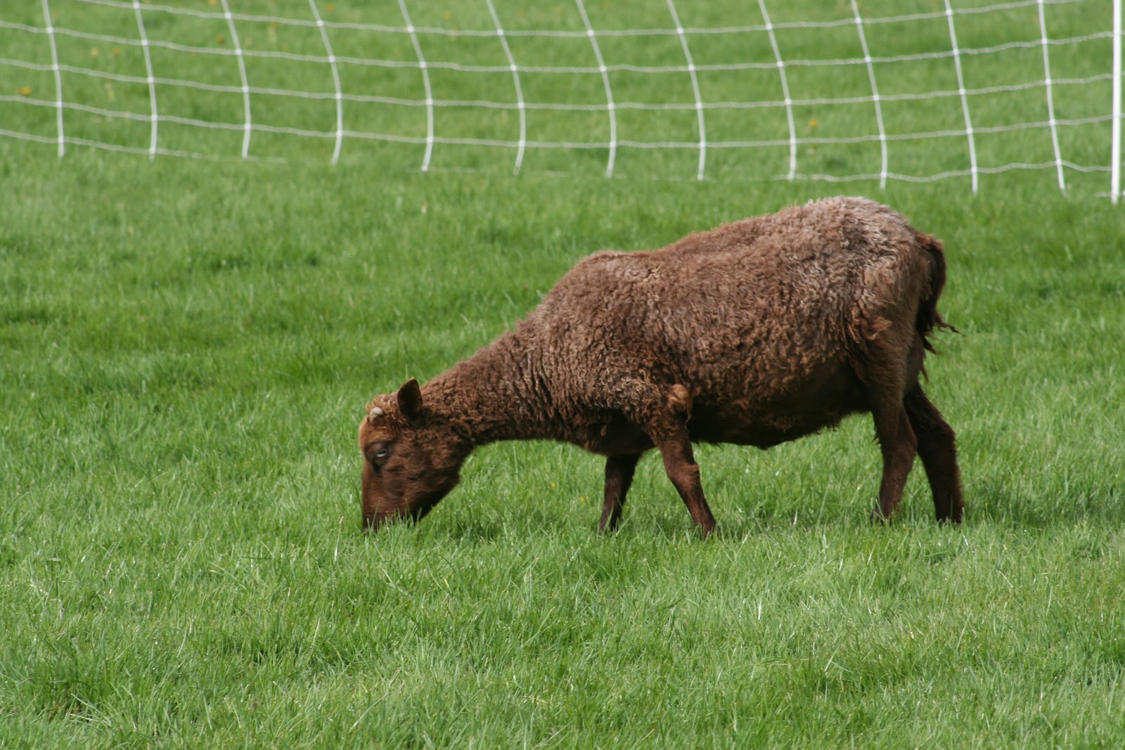 Mapleton Farm Sales List Sheep for Sale