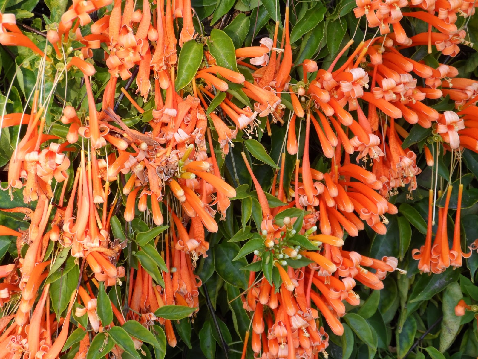 Cottage Creative Living by Egretta Wells Winter in Florida