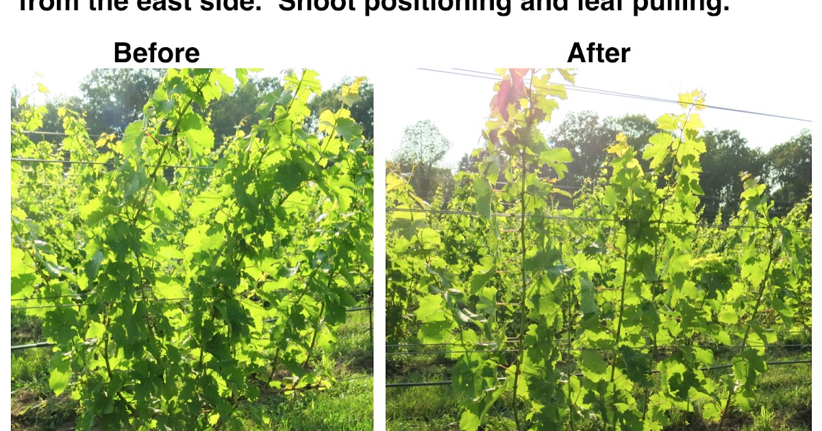 EnoViti Canopy Management Achieving the Proper Microclimate