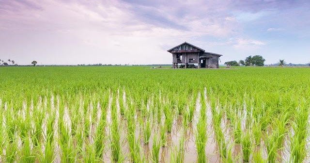 Apa Nama Ilmiah Tanaman Padi Ato Menulis