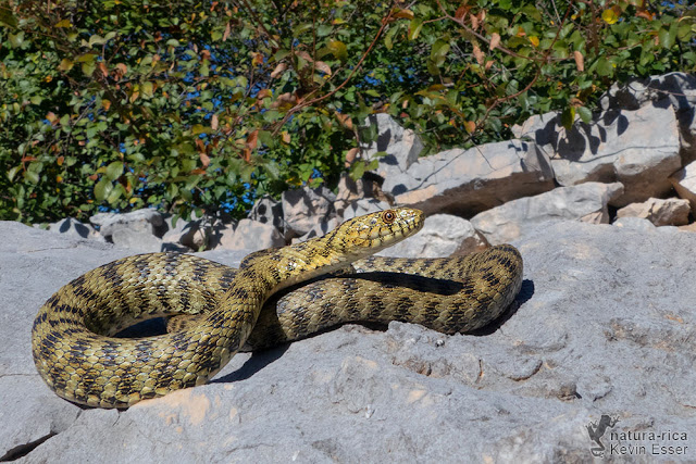 Natrix tessellata var. flavescens - Dice Snake