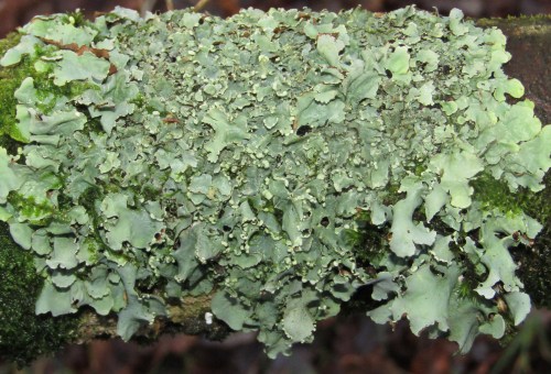 Introduction to lichens