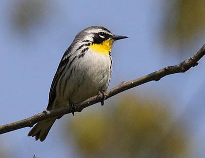 Photo of Yellow-throated Warbler on branch (crop)