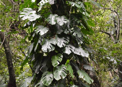 flora andhrika plant wealth of andhra pradesh india part i introduction gymnosperms nymphaeales to asparagales flora andhrika plant wealth of andhra