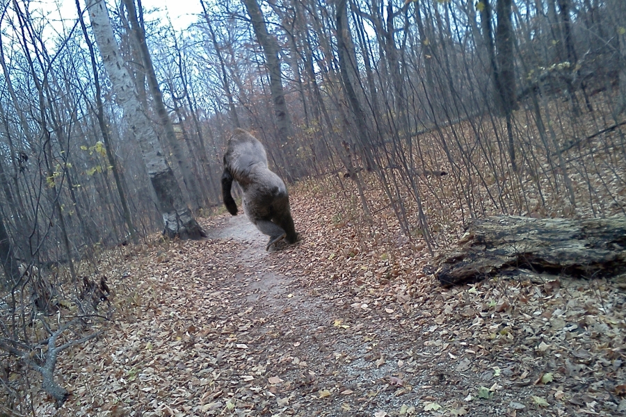 Bigfoot Evidence East Texas Bigfoot Encounter