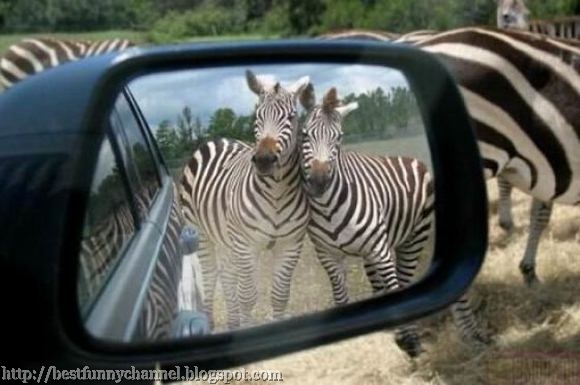 Two funny zebras.