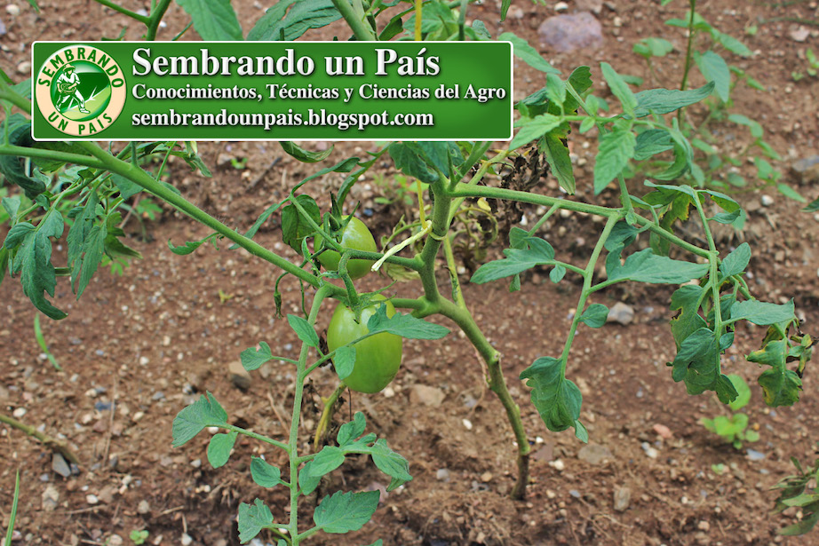 planta de tomate