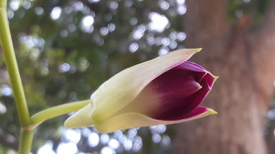 orchid Flower bud