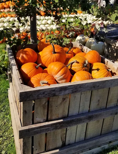 wooden box full of pumpkins