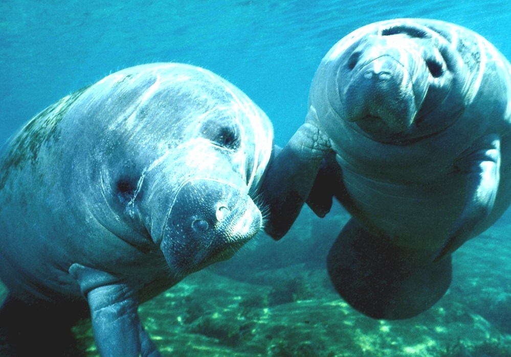 West Indian Manatee - Florida Manatees