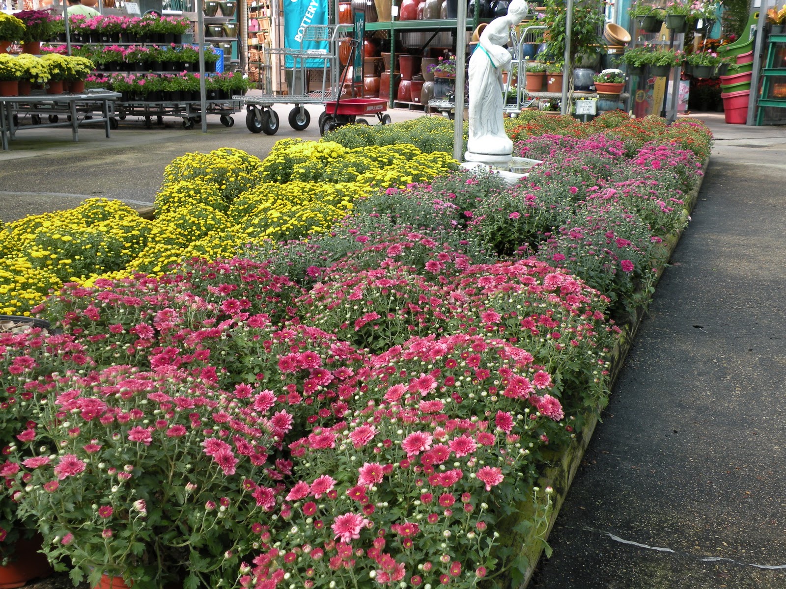 Mary's Louisiana Garden Support Your Local Independent Nursery Month